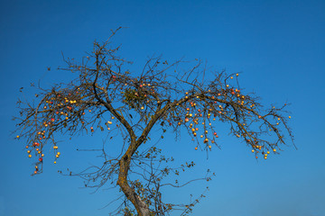 Apples on an old tree