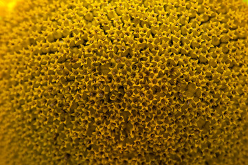 sunflower macro closeup