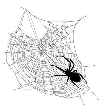 spider web black and white vector silhouette design