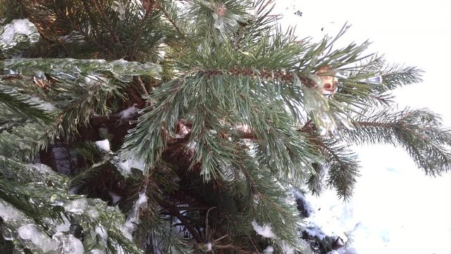 Рождественские елки ожидают праздник