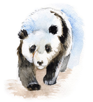 Walking panda, watercolor