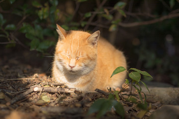 Obraz premium 陽の当たる猫