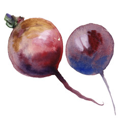 Two beets isolated on a white background, watercolor