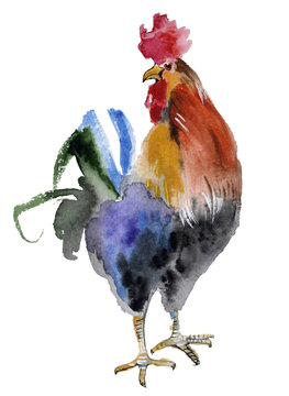 Colorful rooster isolated on a white background, watercolor