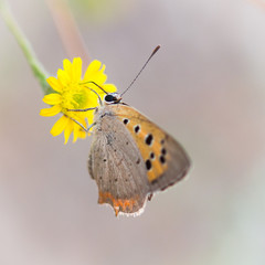 Schmetterling