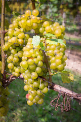 Grapes on vine in winery vineyard