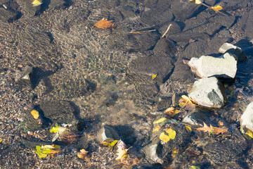 Bach in einer Auenlandschaft