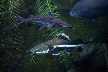 Redtail catfish (Phractocephalus hemioliopterus) and tiger sorub