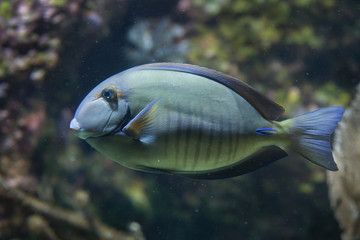 Obraz premium Doctorfish (Acanthurus chirurgus)