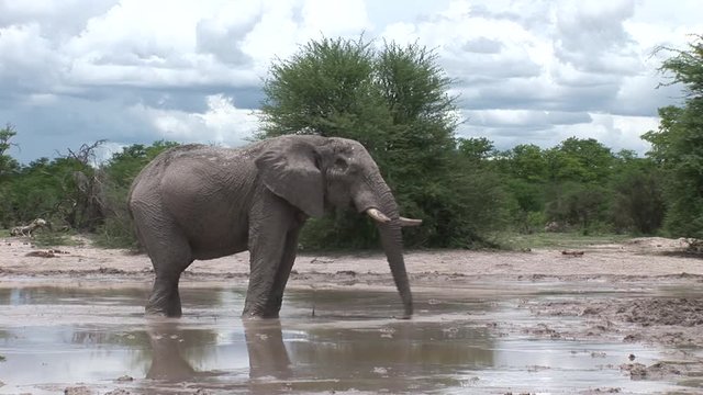 Wild Elephant (Elephantidae) in African Botswana savannah 