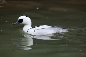 Smew (Mergellus albellus).