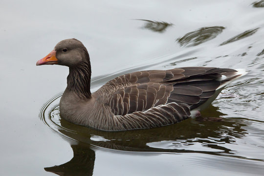 Greylag goose (Anser anser).