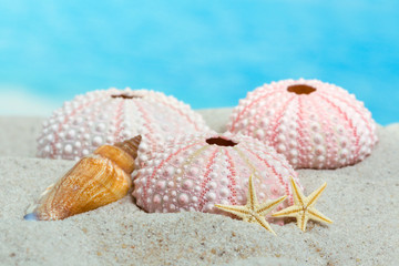 Urchins and starfish on beach