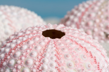 Pink sea urchins