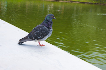brooding dove