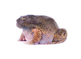 bullfrog on white background