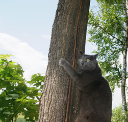 cat on a tree