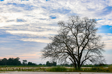 Obraz premium Dry tree against the blue sky landscape with sunset.