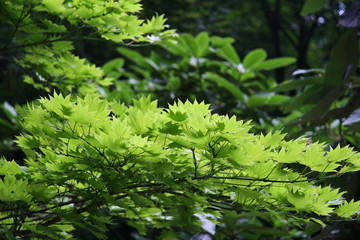 Green leaves in green background