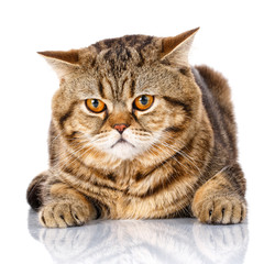 brown striped cat lying on white background