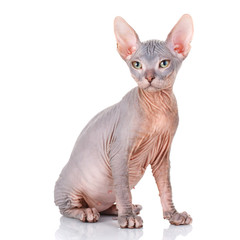 Bald Cat sphinx