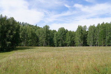 summer landscape meadow and forest