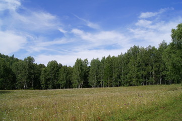 Beautiful summer landscape with forest and a green meadow