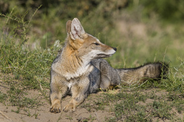 Naklejka na ściany i meble Patagonian Grey Fox, Patagonia Argentina