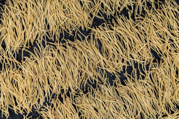 Noodles dryng outside, Hoi An, Vietnam