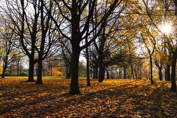 Fototapeta premium A colourful late Autumn landscape.