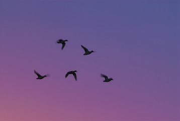 flock of ducks, La Pampa, Argentina