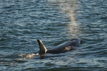 Killer Whale , Patagonia , Argentina