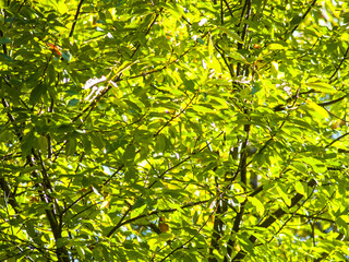 Natural texture of the forest on autumn