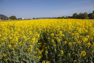 Fototapeta premium coltivazione di colza fiorita in primavera