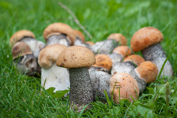 Orange-cap boletus
