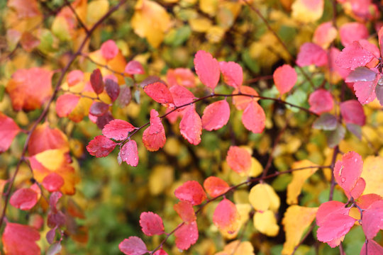 Vivid red and pink leaves of autumn berberry bush, selective focus