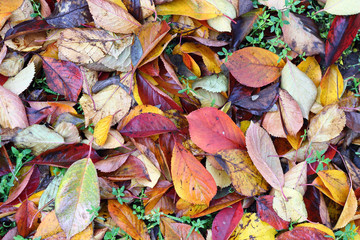 Colourful autumn cherry leaves on ground. Texture. Background