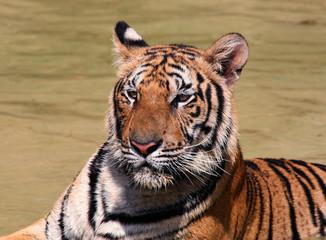 Fototapeta na wymiar Brave moustached and striped hero. Beautiful face of Indo-Chinese tiger, Tiger Temple, Thailand