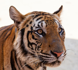 Are you a tourist? Maybe you're eating?... I need to think... Indo-Chinese tigers, Tiger Temple, Thailand