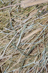 Root / View of root, use as background.