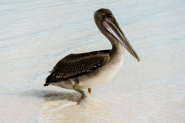Galapagos Pelican