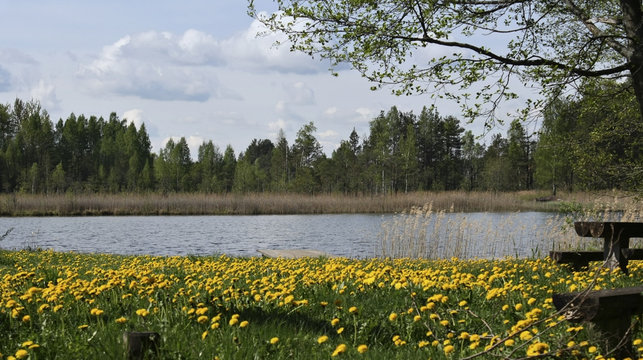 Landscape with lake and blooming dandelions