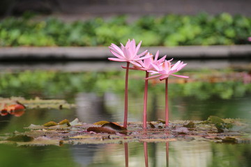 Natur in Teneriffa