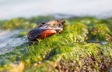 Sea Shell lying on a rock that the water washes