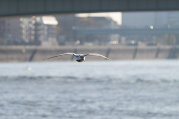 Möwe fliegt über den Rhein