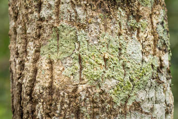 Green Lichen growing on tree trunk