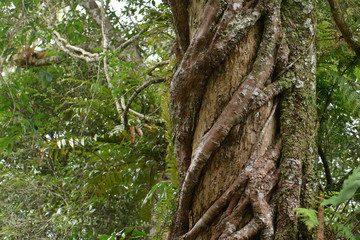 Vine around tree trunk at the tropical rian forest