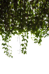 Ivy green with leaf on isolate white background