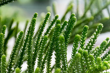 abstract background of Norfolk Island Pine Tree