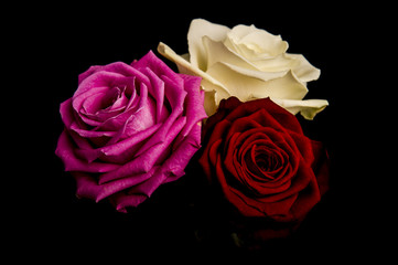 Roses three